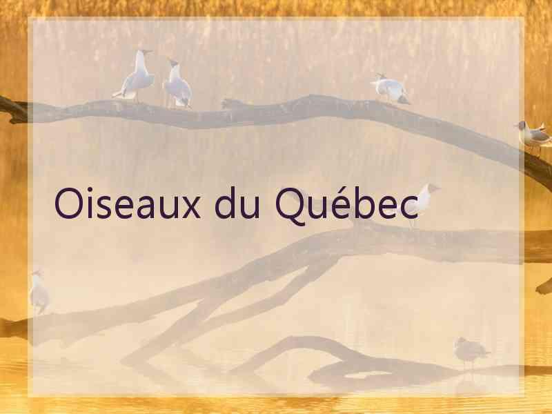 Oiseaux du Québec